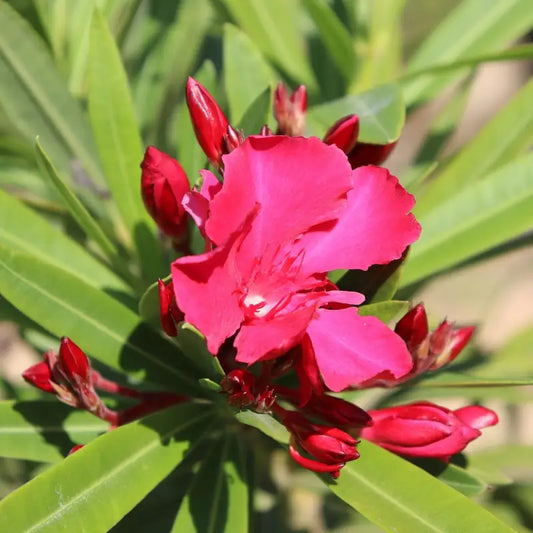 Laurier-rose (Nerium oleander) "Italia"