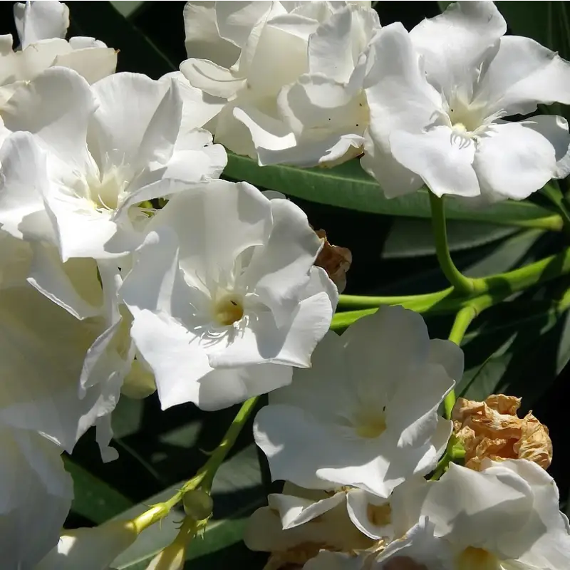 Laurier-rose (Nerium oleander) "Soeur Agnès"