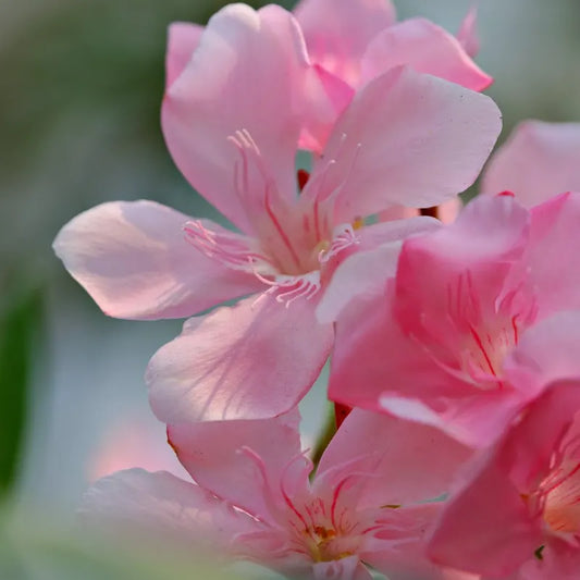 Laurier-rose (Nerium oleander) "Villa Romaine