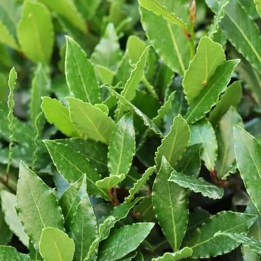 Laurier-sauce (Laurus nobilis)
