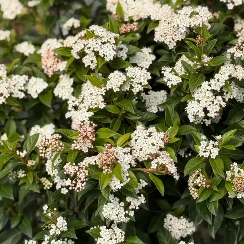 laurier tin (viburnum plicatum tinus)