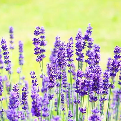 Lavande (Lavandula angustifolia) Essence purple