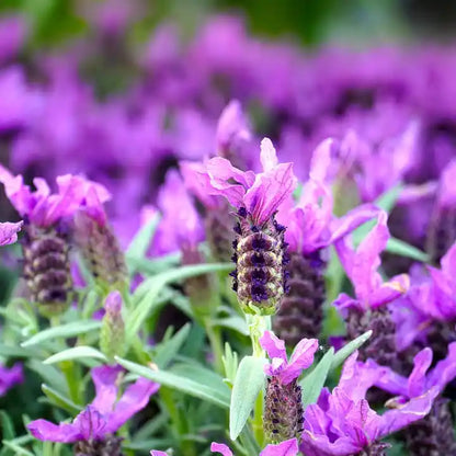 Fleur violette de lavande papillon