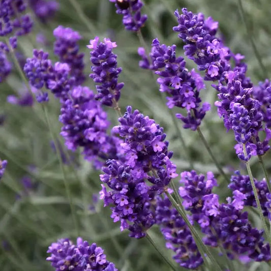 Lavande vraie Dwarf Blue (Lavandula angustifolia Dwarf Blue)