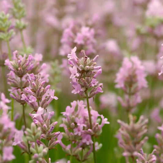 Lavande vraie Rosea (Lavandula angustifolia Rosea)