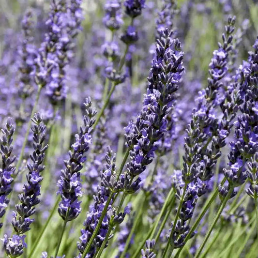Lavandin Dutch (Lavandula intermedia Dutch)
