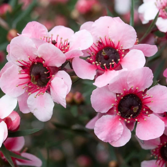 Leptospermum Martini