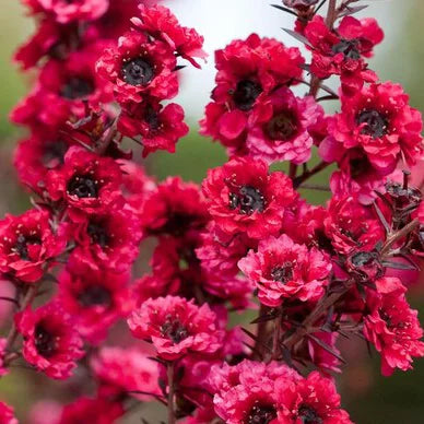 Leptospermum Winter cheer