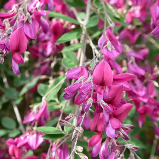 Lespedeza thunbergii