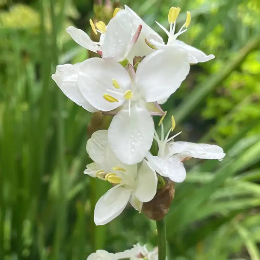 Libertia grandiflora, fleur blanche