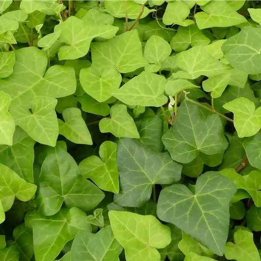 Feuilles de lierre 'Bellecour'