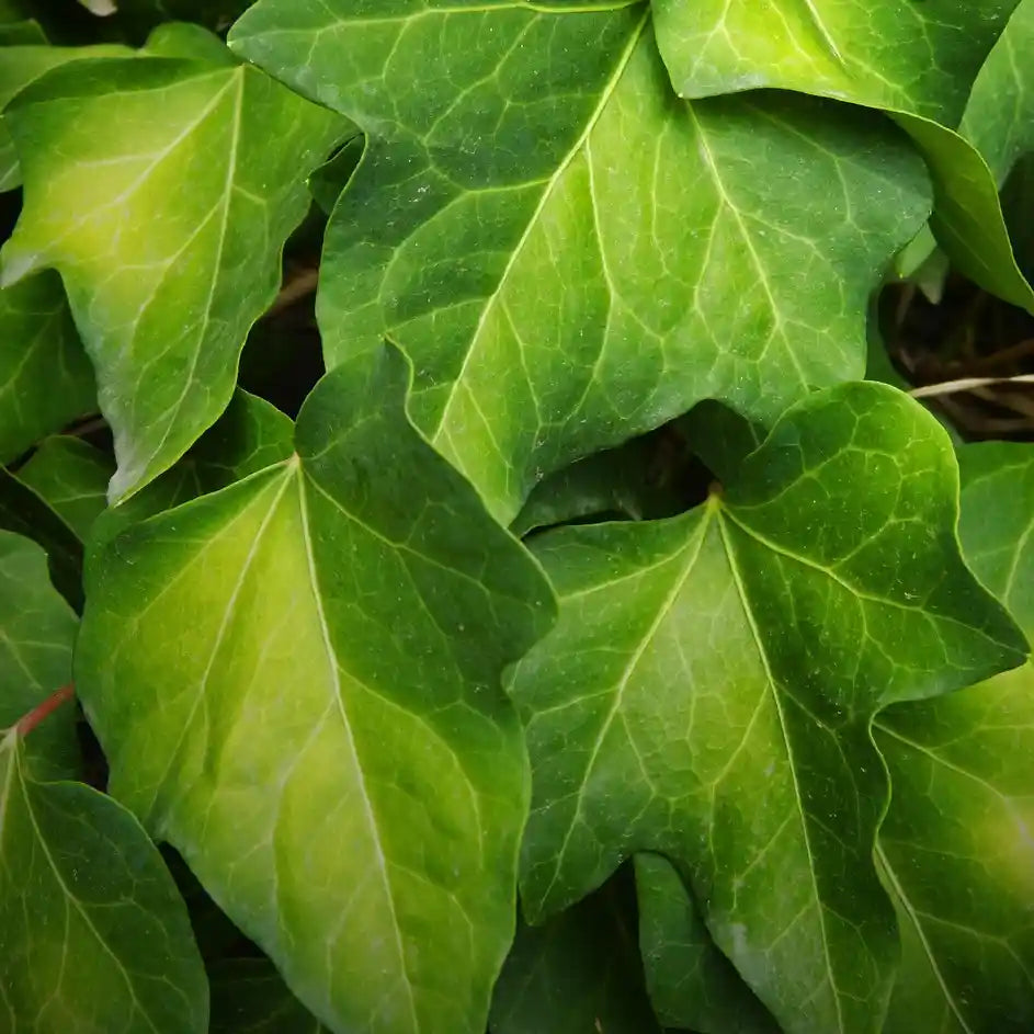 Feuilles de lierre colchica