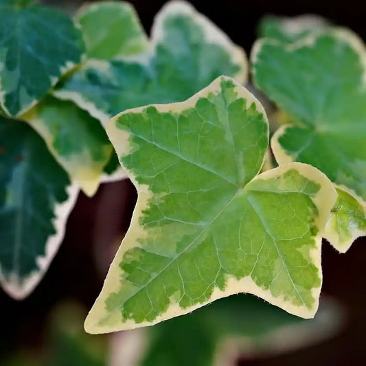Feuilles de lierre 'Glacier'