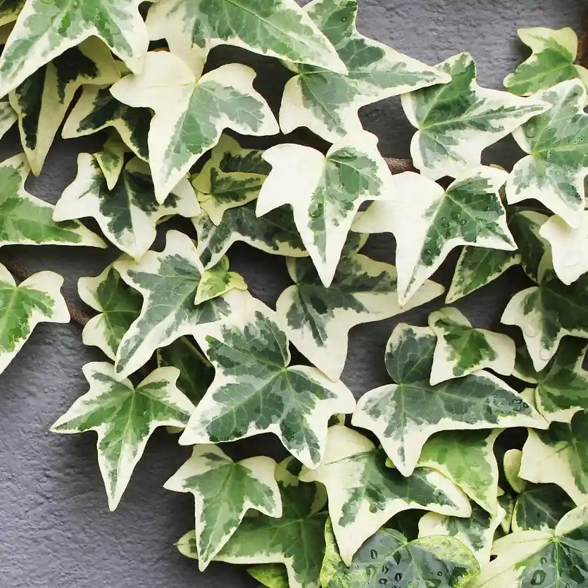 Feuilles de lierre 'Gloire de Marengo'