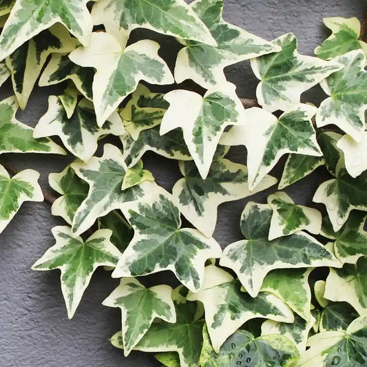 Feuilles de lierre 'Gloire de Marengo'