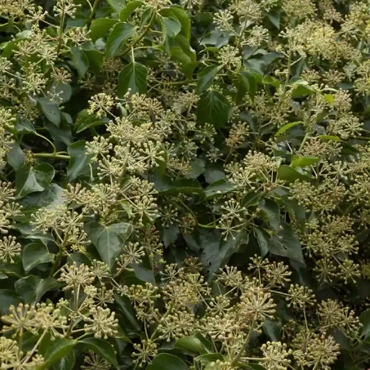 Lierre arborescent du Caucase (Hedera colchica arborescens)