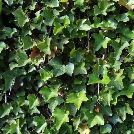 Feuilles de lierre helix