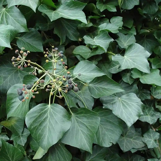 Feuilles de lierre 'Hibernica'