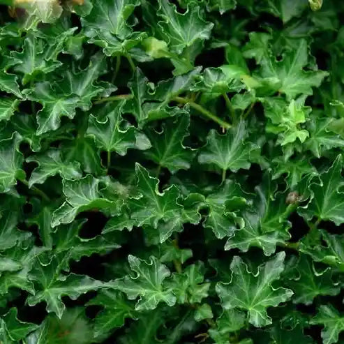 Feuilles de lierre 'Ivalace'