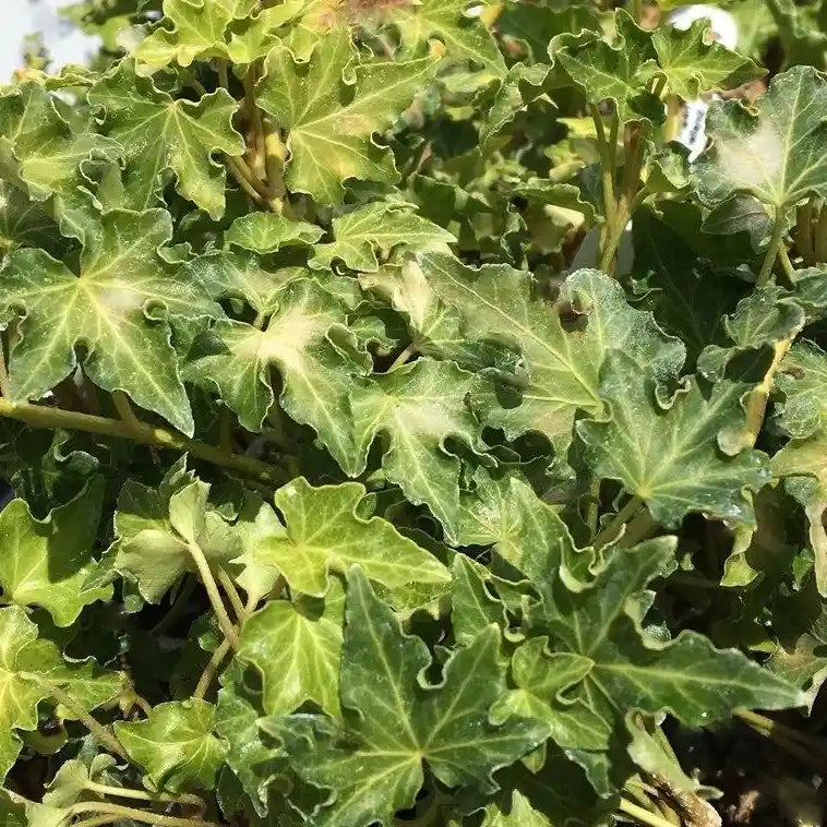 Feuilles de lierre 'Pixie'