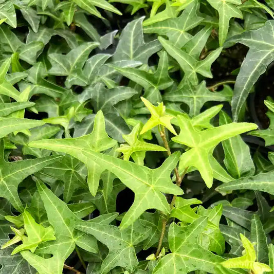 Feuilles de lierre 'Sagittifolia'