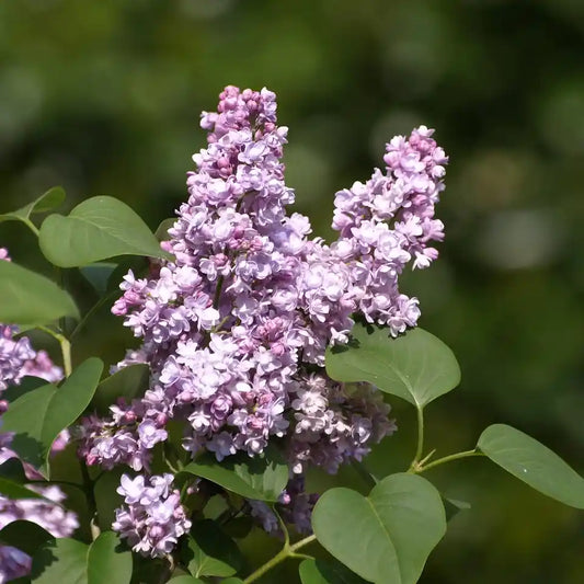 Fleurs mauves du lilas commun