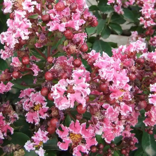 Lilas des Indes Berlingot menthe
