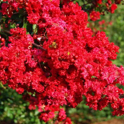 Lilas des Indes Dynamite