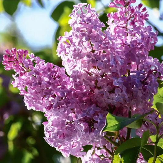 Lilas (syringa vulgaris) Belle de Nancy