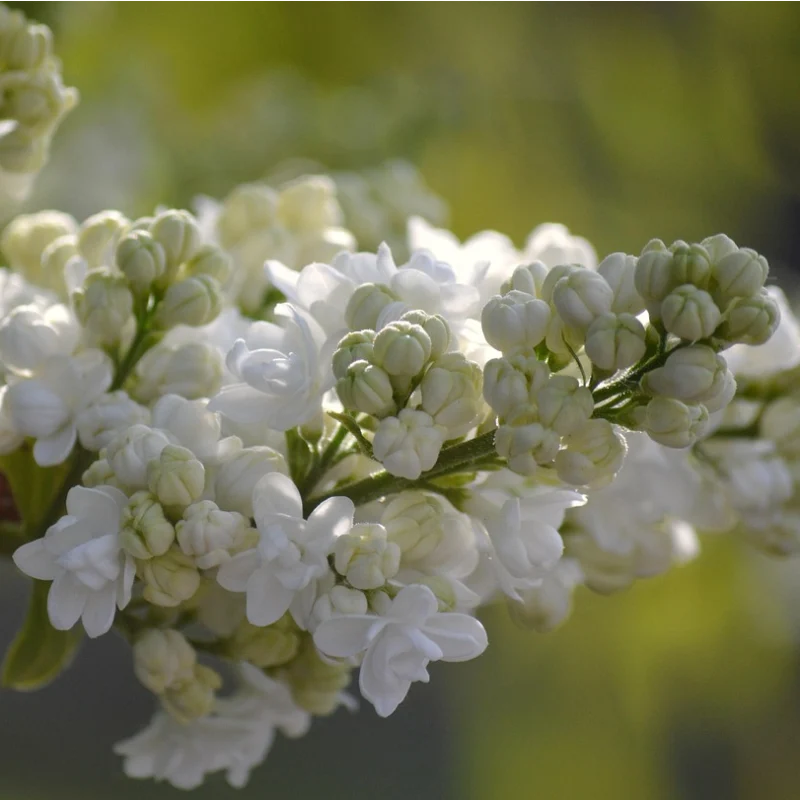 Lilas (syringa vulgaris) Madame Lemoine