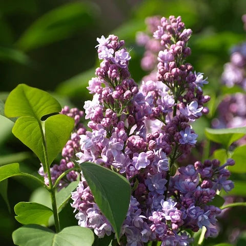 Lilas (syringa vulgaris) Michel Buchner