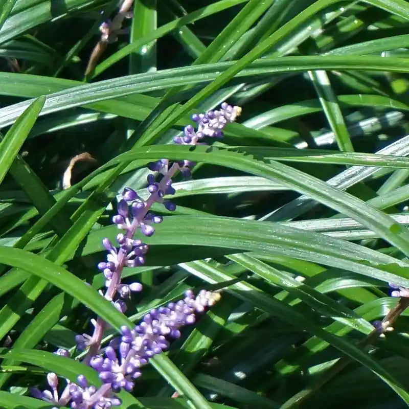 Fleurs bleues de Liriope muscari 'Big Blue'