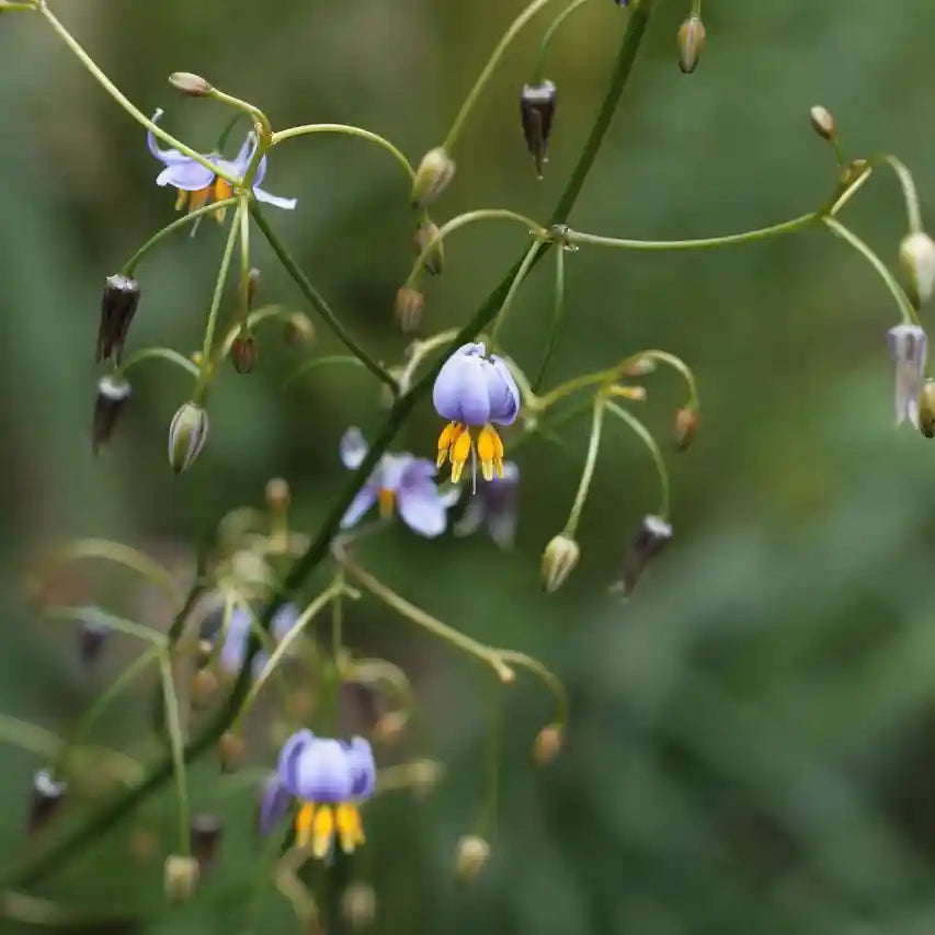 Lis de Tasmanie, fleur bleue
