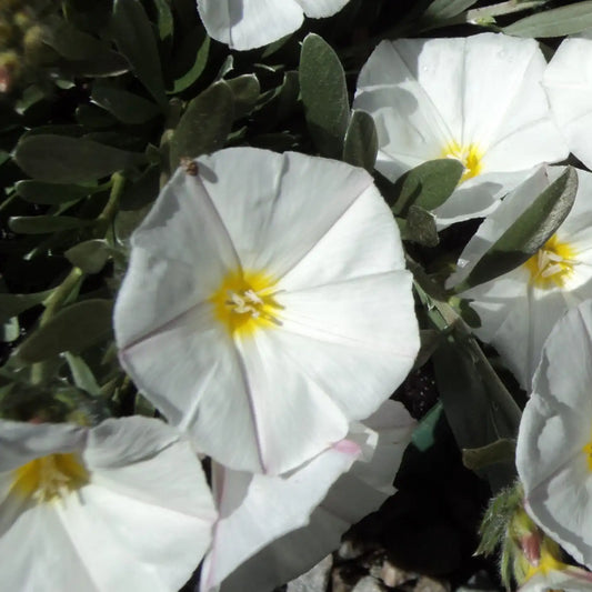 Liseron argenté (Convolvulus cneorum)