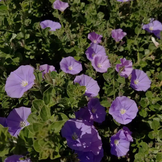Liseron de Mauritanie (Convolvulus mauritanicus)