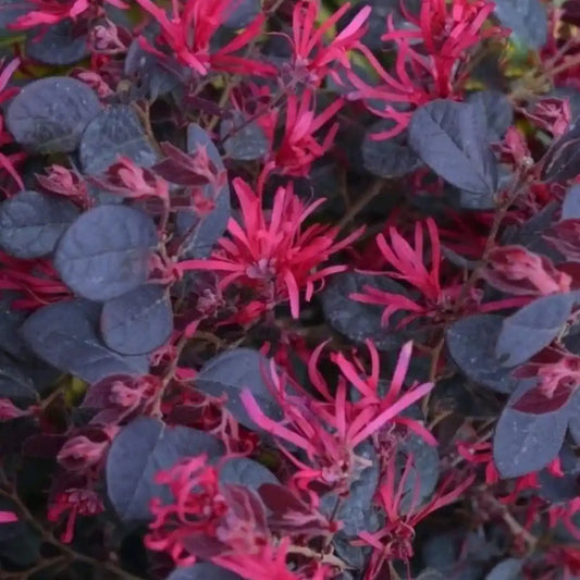 Loropétale de Chine 'Black Pearl' (Loropetalum chinense 'Black Pearl')