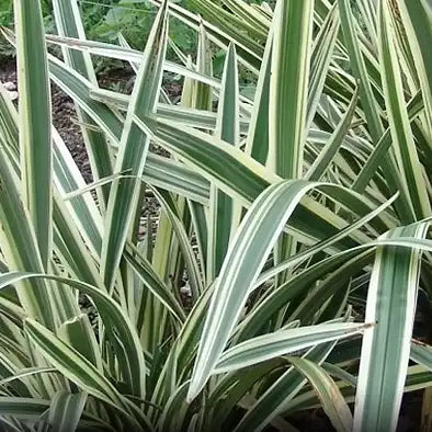 Lys de Tasmanie ‘Destiny®’ (Dianella tasmanica ‘Destiny®’)