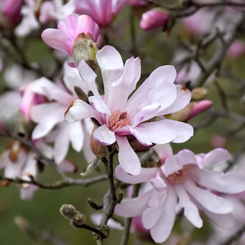 Magnolia loebneri Leonard messel