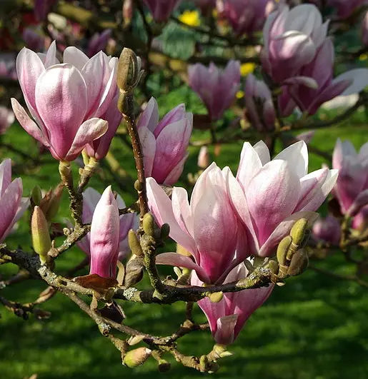 Magnolia soulangeana