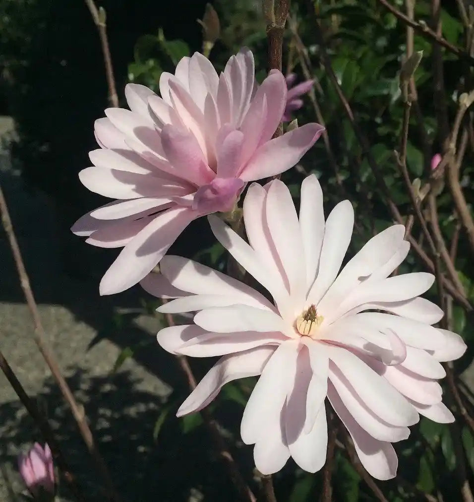 Magnolia stellata Rosea