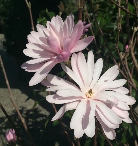 Magnolia stellata Rosea