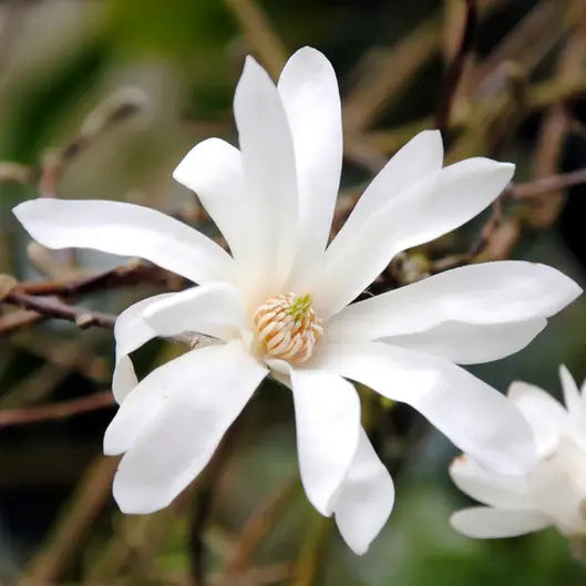 Magnolia stellata