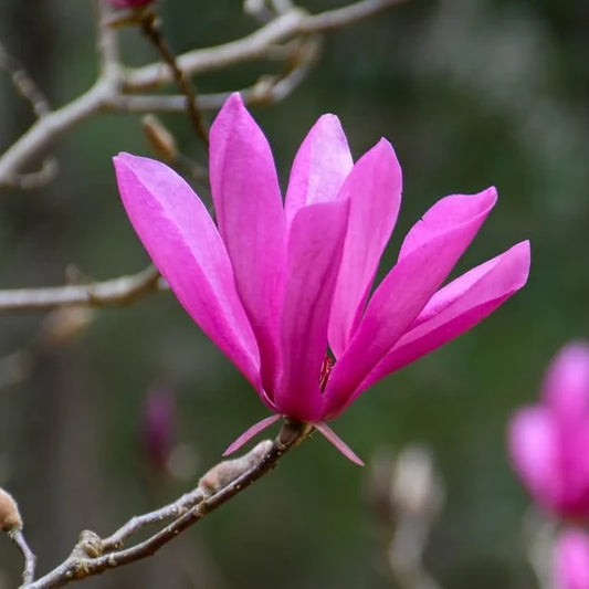 Magnolia Susan