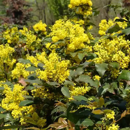 Mahonia aquifolium