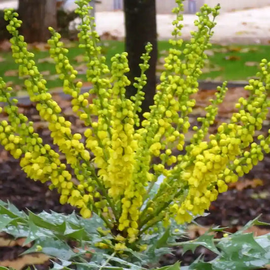 fleurs jaunes du mahonia winter sun
