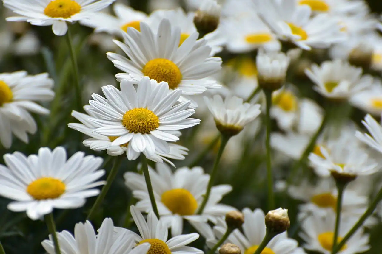 Marguerite becky en fleurs