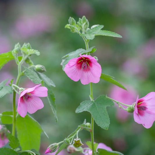 Mauve du cap El rayo (Anisodonthea Capensis El rayo)