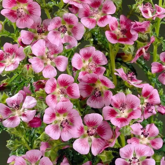 Mauve du cap Elegans princess (Anisodonthea Elegans princess)