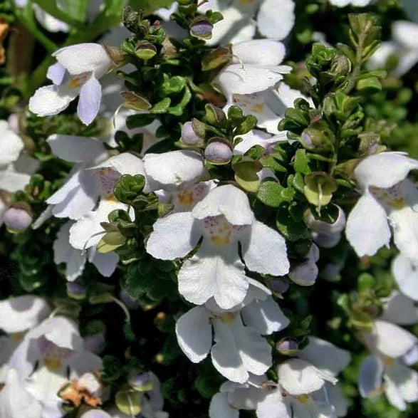 Menthe australienne (Prostanthera cuneata)