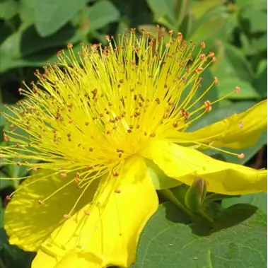 Millepertuis calycinum (Hypericum calycinum)